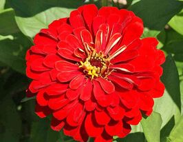 Майорцы Вишневая Королева 20 г купить