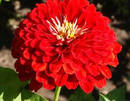 Майорцы Вишневая Королева 100 г купить