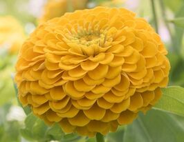 Майорцы изысканные Золотые ворота 100 г купить