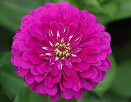 Майорцы Виолет Квинн 100 г купить