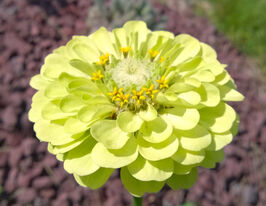 Майорцы Энви 100 г купить