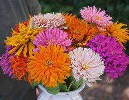 Майорці Кактусовидна суміш  20 гкупити