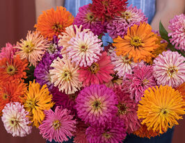 Майорці Кактусовидна суміш 100 гкупити