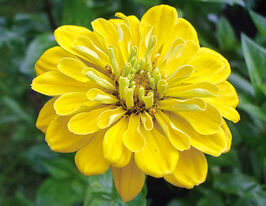 Майорцы Канарейка 20 г купить