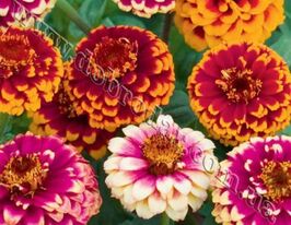 Майорцы Карусель 20 г купить