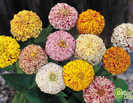 Майорцы Кэнди страйт смесь 100 г купить