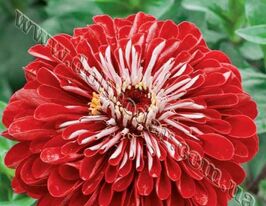 Майорцы Кримсон монарх 100 г купить