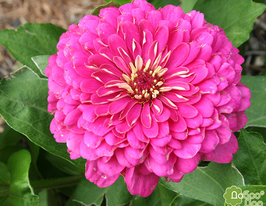 Майорцы Луминоса 100 г купить