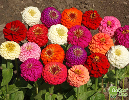 Майорцы Пепито смесь 100 г купить