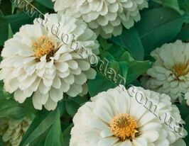 Майорцы Полар Бир 20 г купить