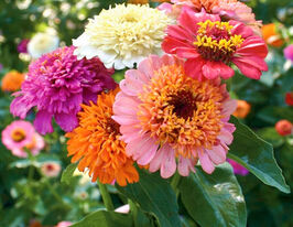 Майорцы Скабиозовидная смесь 20 г купить