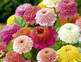 Майорцы Скабиозовидная смесь 100 г купить