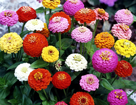 Майорцы Спрайт смесь 100 г купить