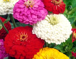 Майорцы Супер Йога 100 г купить