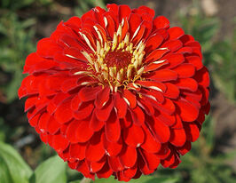 Майорцы Черри Квинн 100 г купить