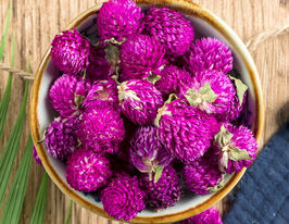 Гомфрена Глобоза фиолетовая купить