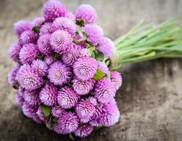 Гомфрена Глобоза розовая купить