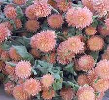 Гомфрена Глобоза лососевая купить