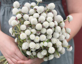 Гомфрена Глобоза белая купить