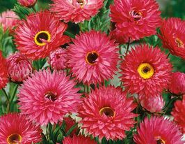 Гелиптерум розовый Ред Бонни купить