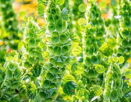 Молюцелла гладкая купить