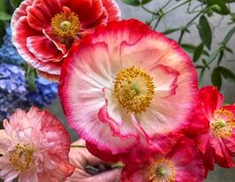 Мак махровый Ширли смесь купить