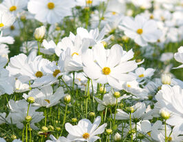 Космея Сенсация Белоснежная купить