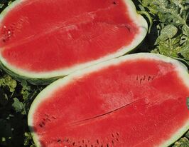 Кавун Аміна F1купити