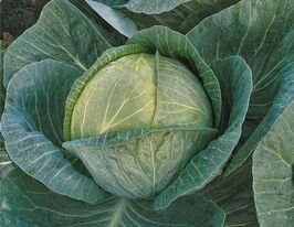 Капуста середньостигла Мегатон F1купити