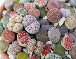 Литопсы смесь видов купить