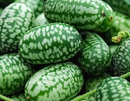 Мелотрія шорсткакупити