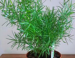 Аспарагус (Спаржа) густоцвітна Спренгерікупити