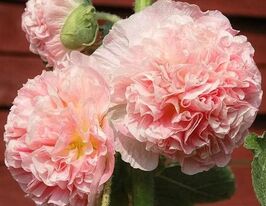 Мальва махровая лососевая 20 г купить