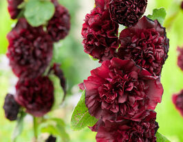 Мальва махровая темно-бордовая 20 г купить