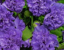 Мальва махровая фиолетовая 5 г купить