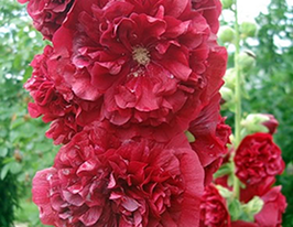 Мальва махровая красная 20 г купить