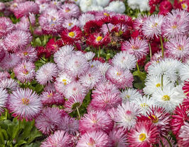 Маргаритка смесь 5 г купить