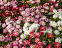 Маргаритка смесь 20 г купить