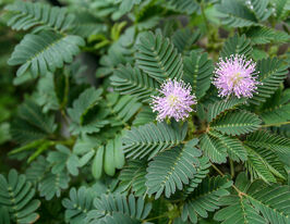 Мимоза застенчивая 20 г купить