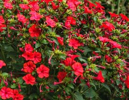 Мирабилис красный 5 г купить