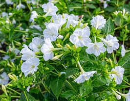 Мирабилис ялапа белый 20 г купить