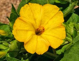 Мирабилис ялапа желтый 5 г купить