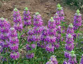 Монарда цитрусовая розово-сиреневая 20 г купить