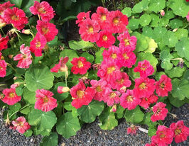 Настурция Вишневая роза 50 г купить