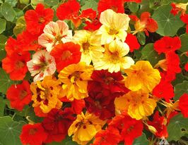 Настурция низкорослая смесь 50 г купить