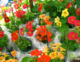 Настурция Жемчужина Африки 200 г купить