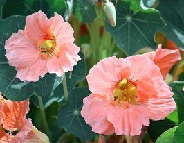 Настурция Салмон бэби 50 г купить