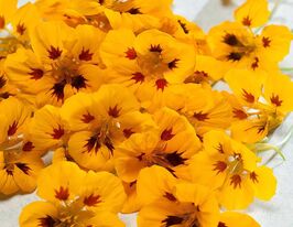 Настурция Тип-топ Ледибирд 200 г купить