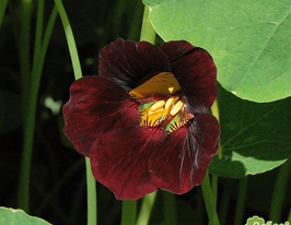 Настурция Черный бархат 50 г купить