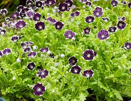 Немофила Пенни блэк 5 г купить